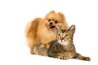 Ticks and fleas are a common problem for both dogs and cats.