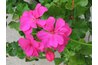 Attract hummingbirds with the bright colors of geranimums.