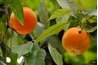 navel orange tree fruit drop