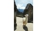 A white llama in Peru.