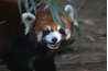 A Red Panda can become aggressive.