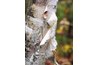 Birch tree with peeling bark
