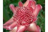 This porcelain flower can be replicated in Lamasa.