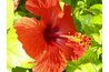 Tropical hibiscus are colorful and exotic.