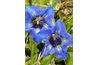 Gentiana is often used in rock gardens.