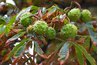 Chestnuts are enclosed in a spiky shell.