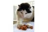Healthy cat diet