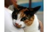 A stressed cat can suffer from hair loss.