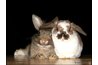 Rabbits' long ears are very prominent features.