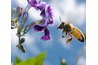 Bees transfer pollen from flower to flower.