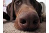 Serious nasal mite infections can cause chronic nosebleeds in dogs.
