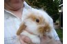 Holland Lop bunny