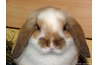 This is a relaxed rabbit falling asleep.