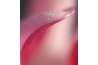 A flower's petals are closely examined.