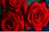 Red roses say, "I love you."