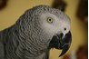 African grey parrots are particularly susceptible to stress-related feather plucking.