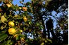 An apple grower tends his orchard.