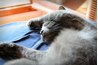 Your cat might be bored.