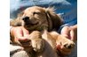 Wash your dog with neem dog shampoo for a shiny coat