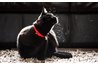Your cat might have fleas.