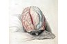 Leptin targets the hypothalamus.
