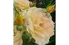 Roses were so highly valued that, at one, time, they were used like money.