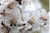 Cherry tree blossoms can be white or pink.