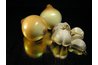Feeding onions and garlic can destroy your dog's red blood cells.
