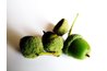 An oak tree can produce thousands of acorns.