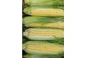 Treflan is not compatible for use with corn.