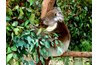 Eucalyptus: favorite of cough sufferers and koalas