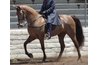At the walk, the horse has one foot in the air at all times.