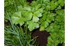 Planting herbs can repel Asian beetles from the garden and yard.
