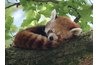Red pandas sleep during the day.