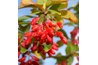 Green-leaved barberry shrubs provide interest in all seasons.