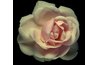 The New Dawn rose.