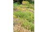 Heather is good for ground cover.