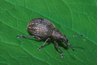 Citrus fungi can attach to a tree via airborne spores or insects.