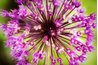 Allium bulbs repel moles.