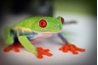 A red-eyed tree frog sometimes eats other frogs.