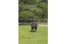 Water buffalo