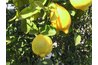 The lemon tree is drought tolerant, but it still needs light watering throughout the week.