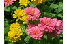 Colorful zinnias show that you are remembering an absent friend.