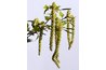 Oak catkins release pollen into the air.