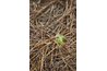 Seedlings germinate if proper conditions for germination exist.