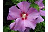Rose-of-Sharon flower with red center and white stamens