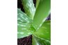 Aloe vera is a remedy.