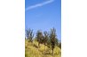Apple trees on a slope