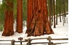 Sequoias have truly red wood.