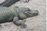 An alligator most likely would be found near a body of water in a rainforest.